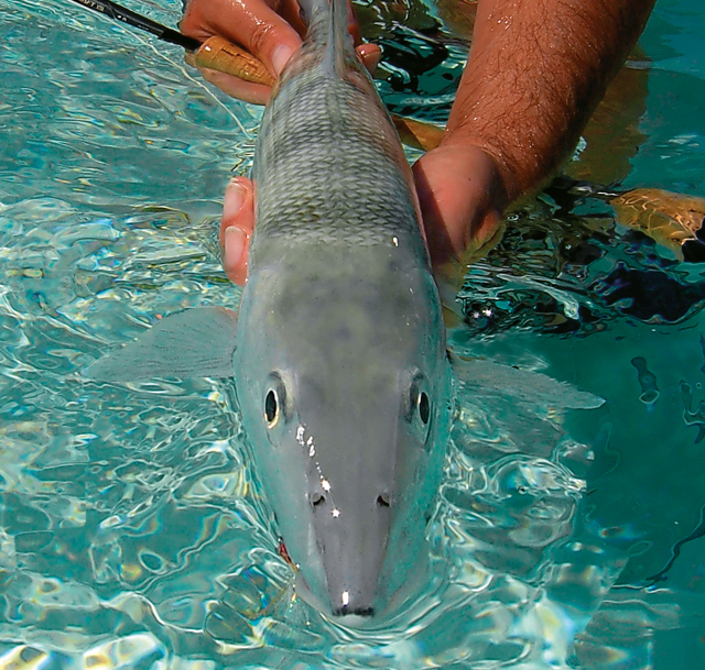Fliegenfischen auf Bonefish