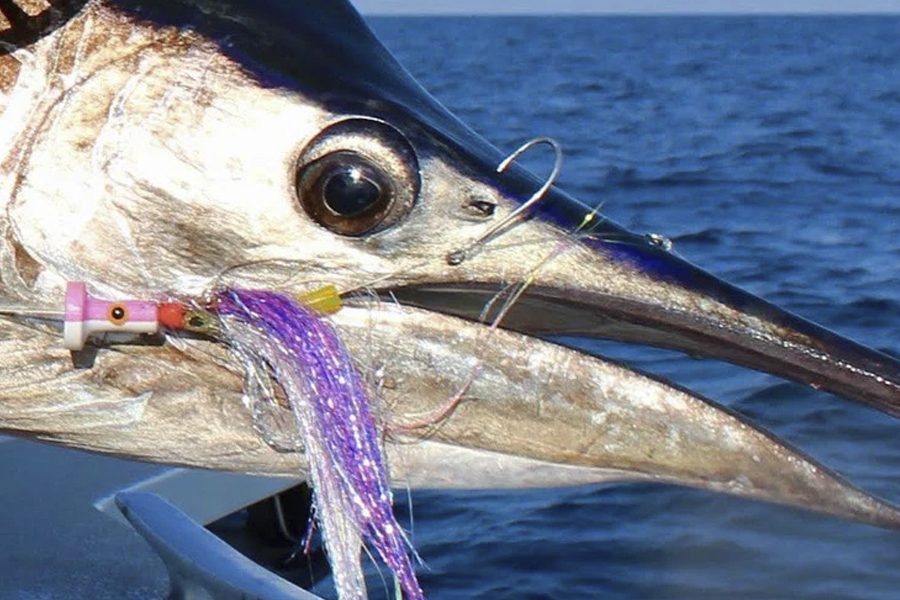 Weißer Marlin mit gehakter Fliege