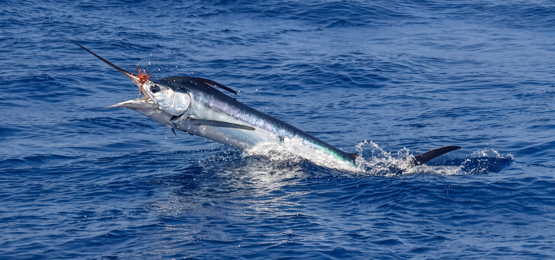 Weißer Marlin im Sprung beim Fliegenfischen