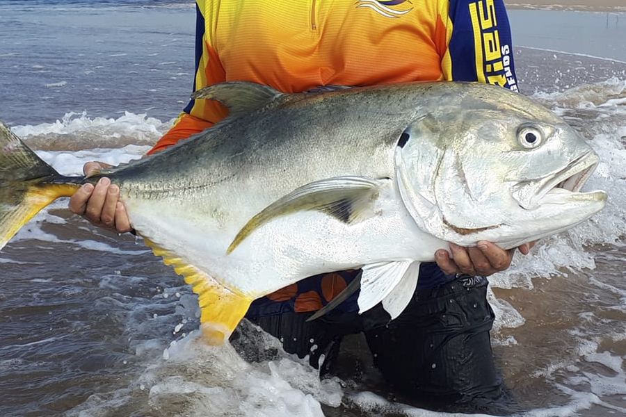 WILDFINS – fish on the wild side
