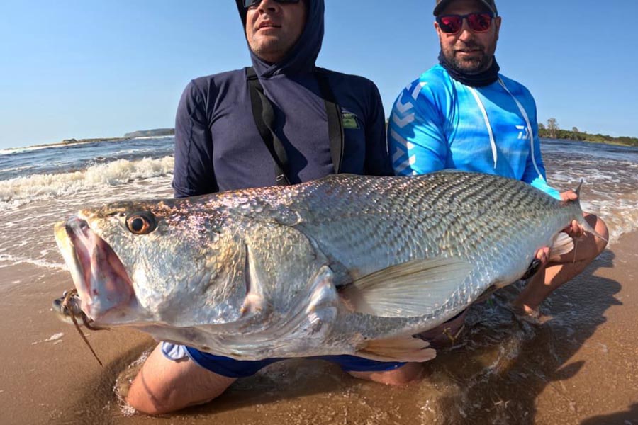 African Beaches Corvina