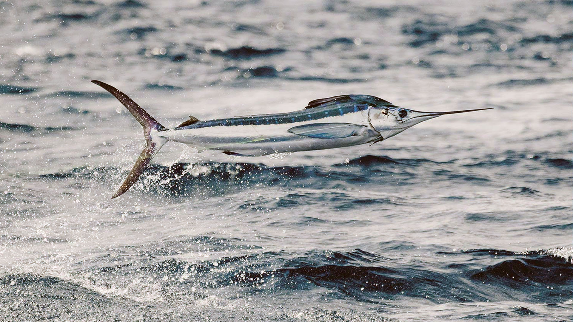 Fliegenfischen auf Weißen Marlin 