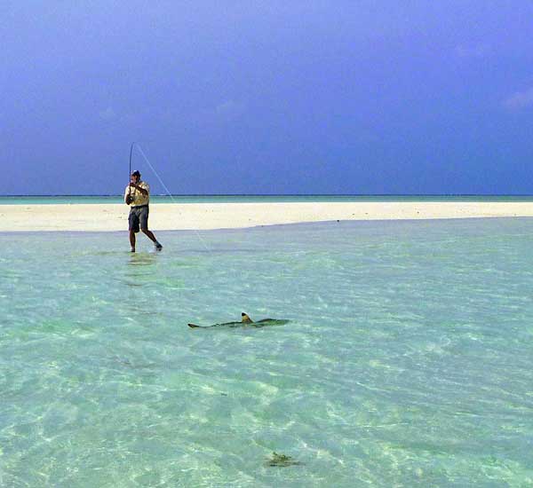 Fliegenfischen auf Haie im flachen Wasser der Flats