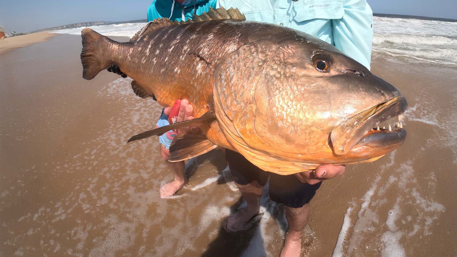 Fliegenfischen und Spinnfischen mit Topwater Lures auf Cubera Snapper 
