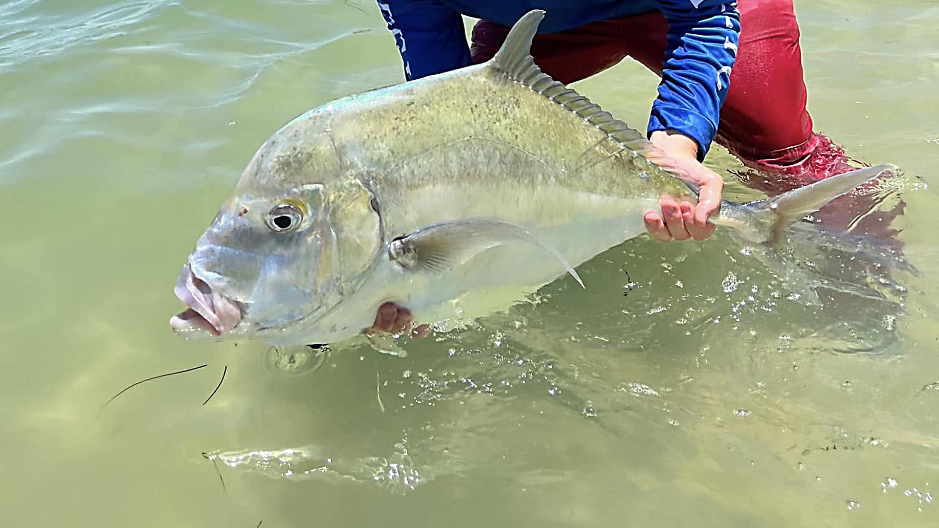 Fliegenfischen auf African Pompano