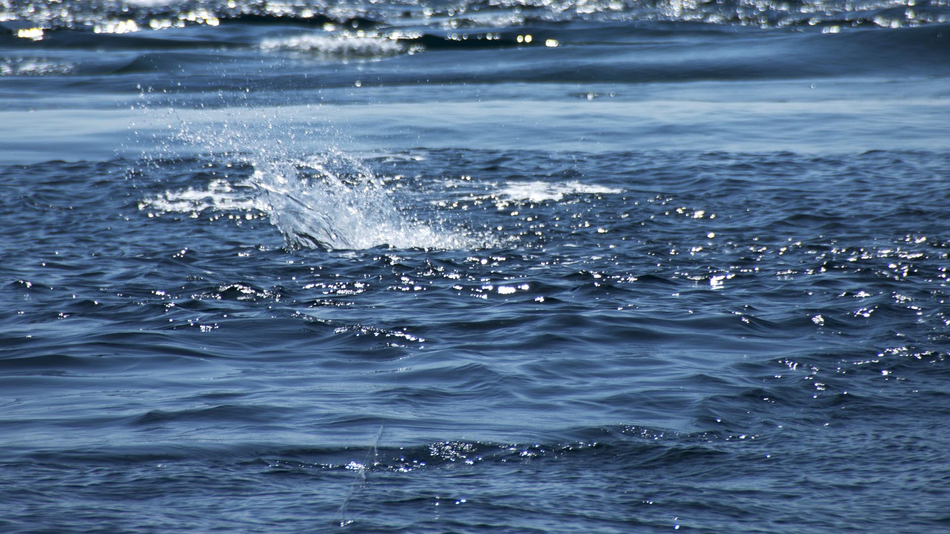 Popperfischen auf Giant Trevally