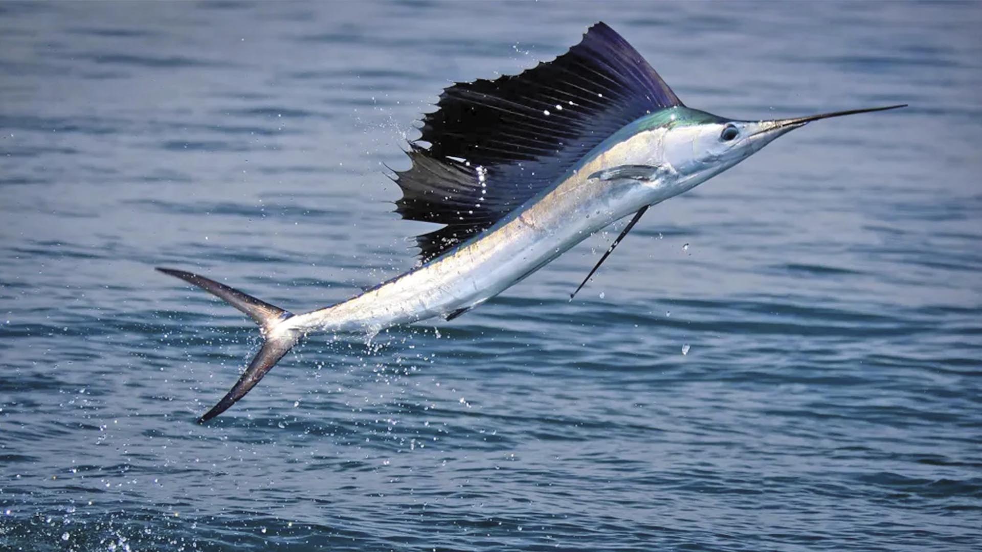 Mit der Fliege auf Segelfische 