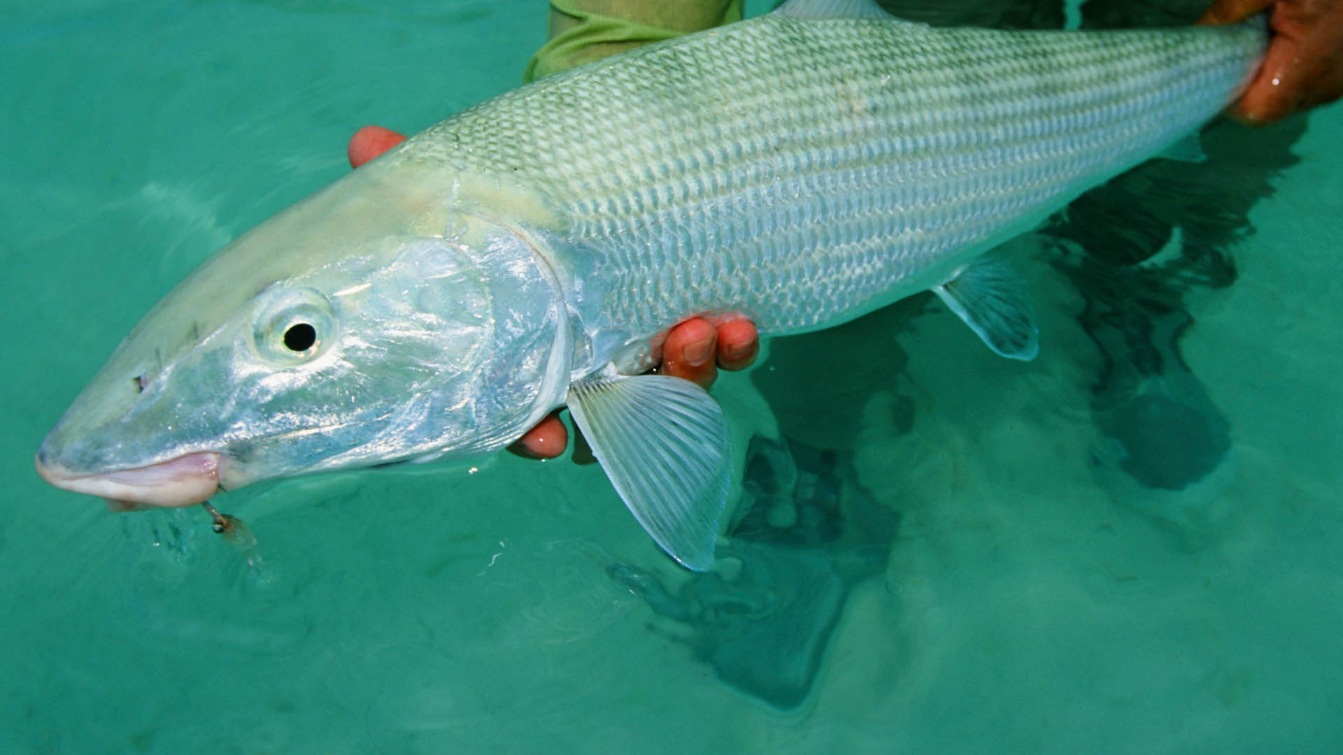 Fliegenfischen auf Bonefish