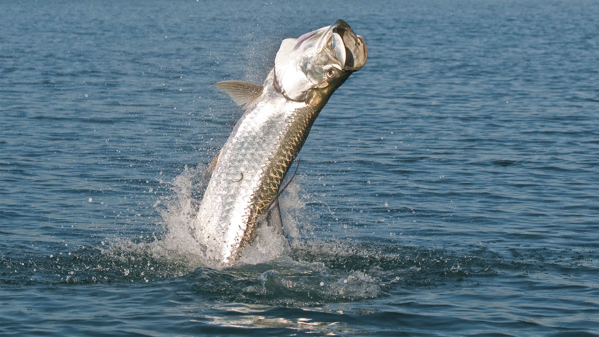 fliegenfischen auf Tarpon 