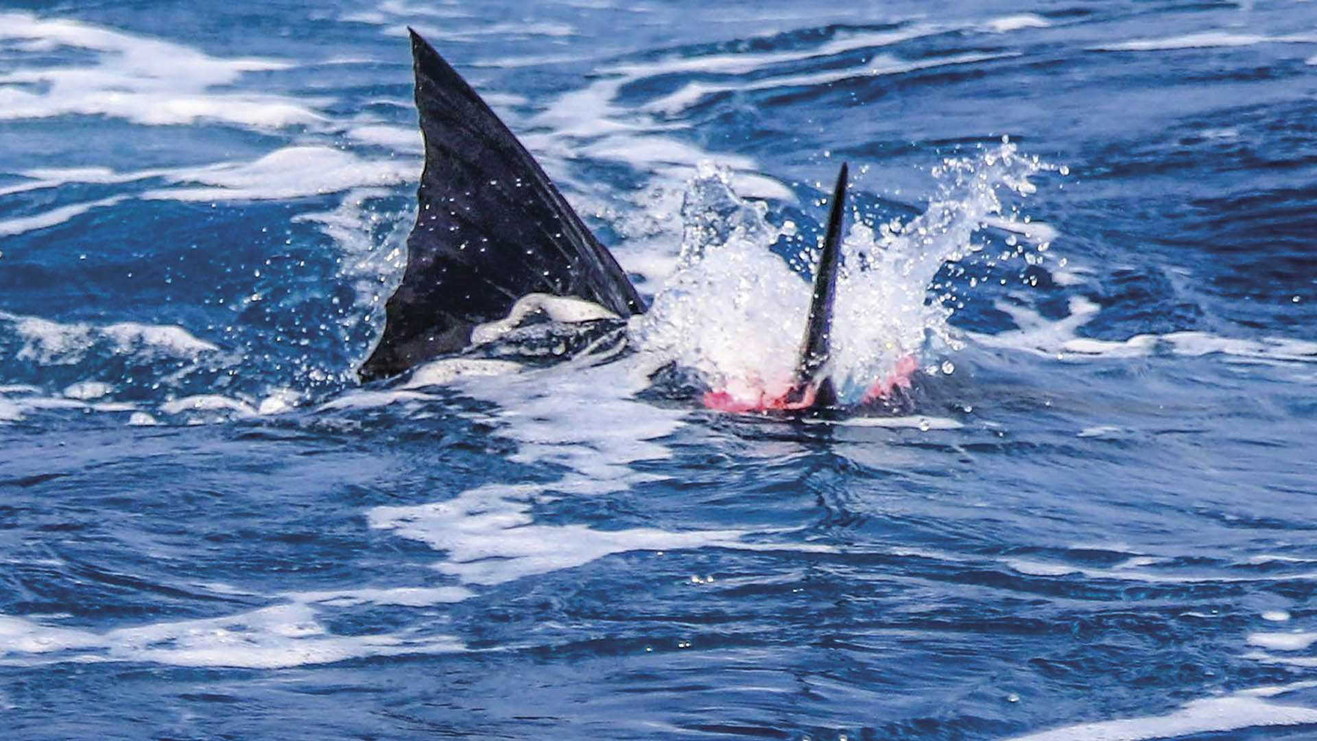 Fliegenfischen auf Segelfische